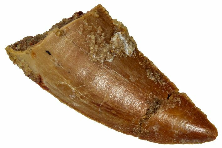 Bargain Raptor Tooth - Real Dinosaur Tooth #333355